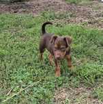 Patterdale terier