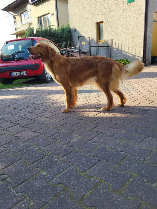 Maluszki ciemno złote Golden Retriever