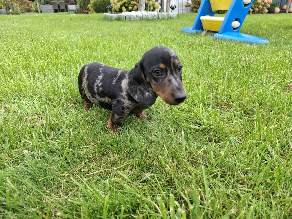 jamnik miniaturowy piesek