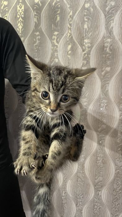 Отдам котят в добрве руки
