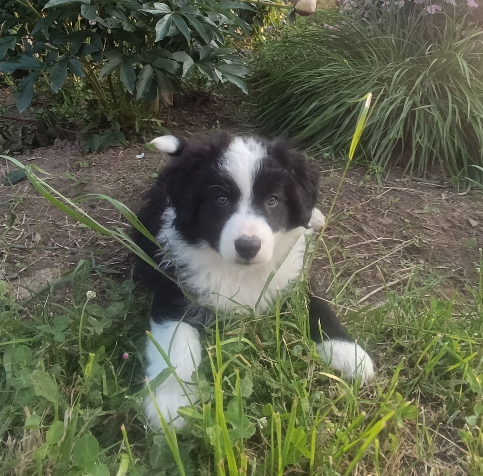 Piesek Border Collie