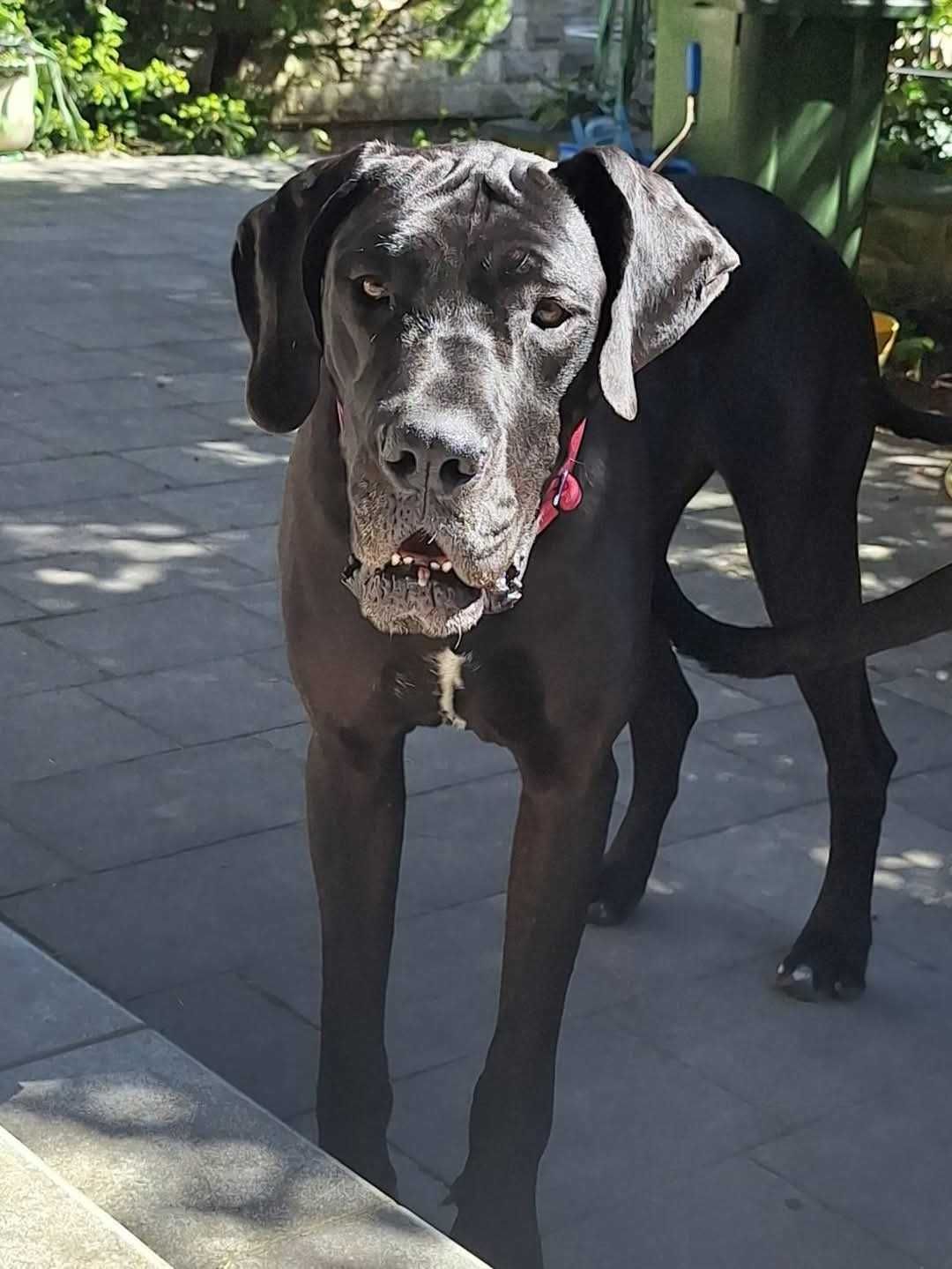 Dog niemiecki Werbena