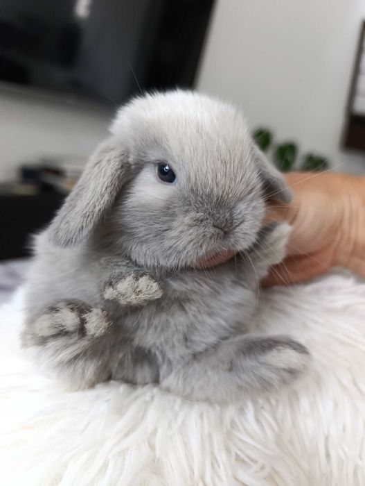 Mini lop karzełek Teddy hodowla zarejestrowana