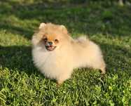 Pomeranian ZKwP FCI malutki piesek do odbioru