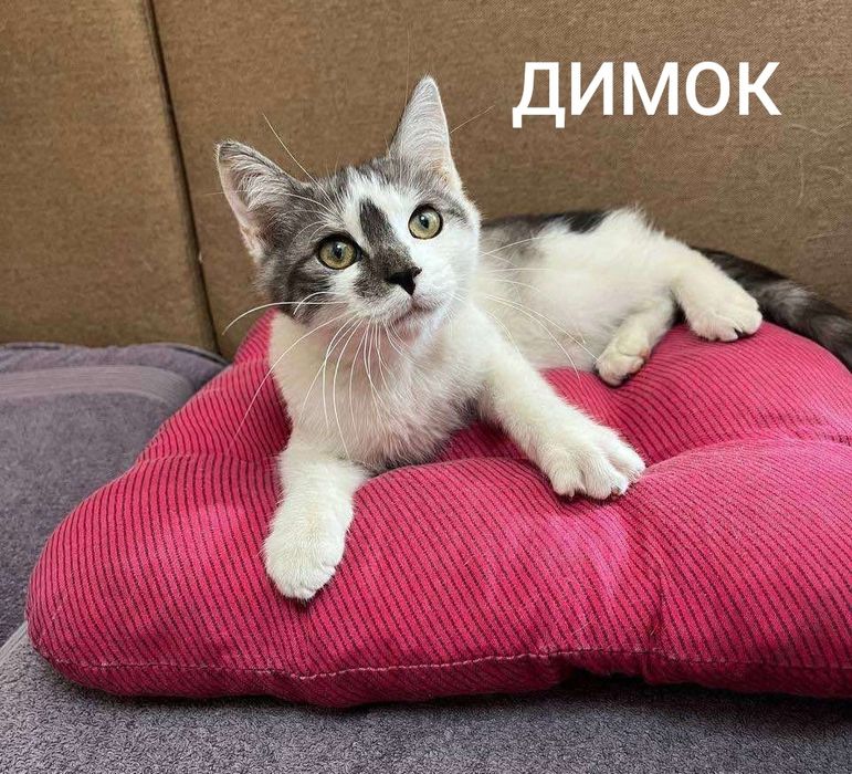 Кошенята Димок і Карамелька чекають на вас.