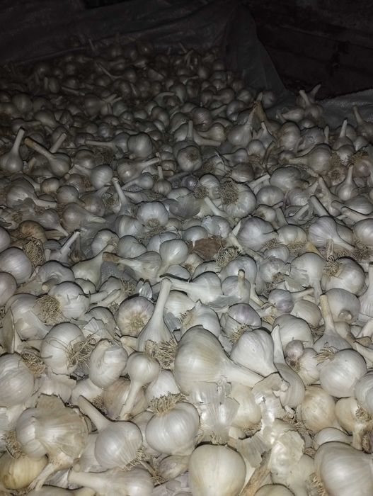 Цибуля шалот, кущівка