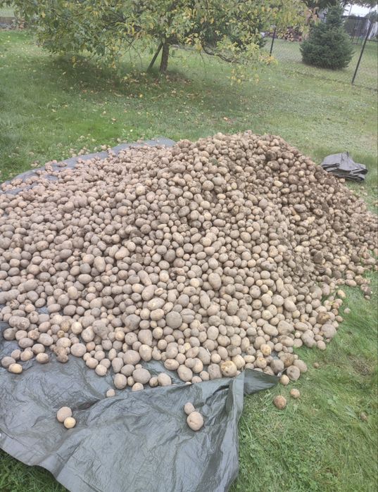 Ziemniaki małe odmiana vineta