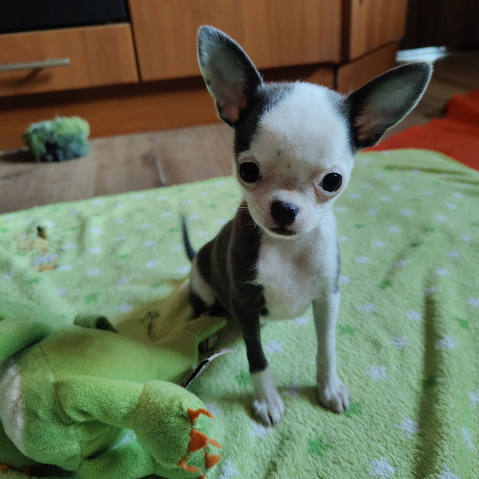 Malutka XXS suczka chihuahua