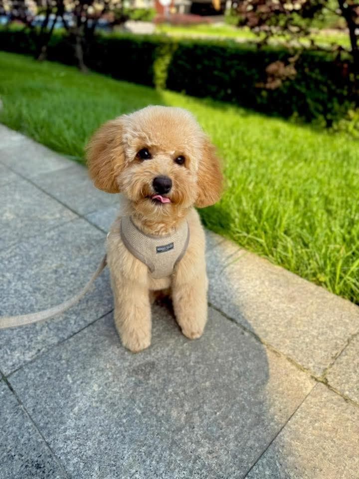 Maltipoo chlopiec super socjalizowany.