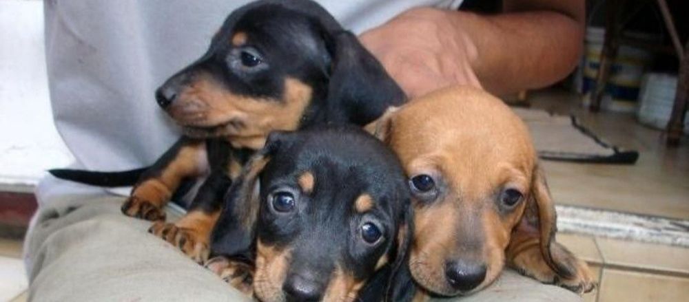 Чудова дівчинка, для вашої сім'ї.