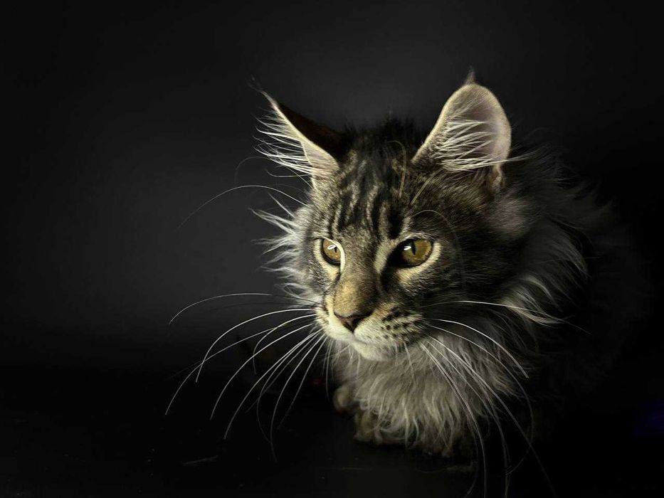 Сріблястий мейн-кун котик зі всіма документами WCF Ген тести батьків