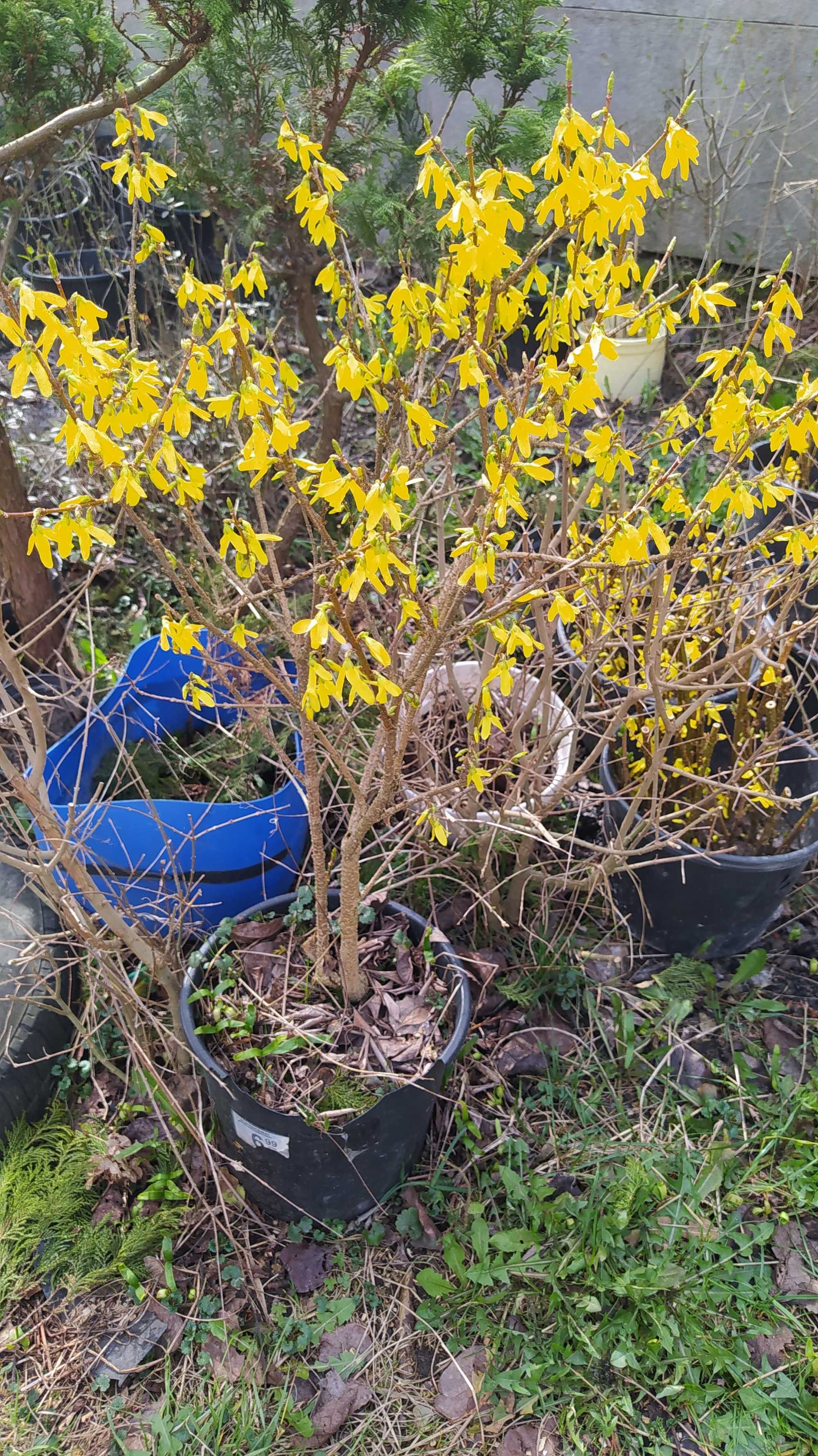 forsycja cyprys bukszpan berberys żółto wiosną