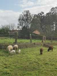 Vendo ovelhas 3 femias 1 macho e 3 machos novos