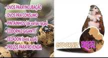Coderniz gigante