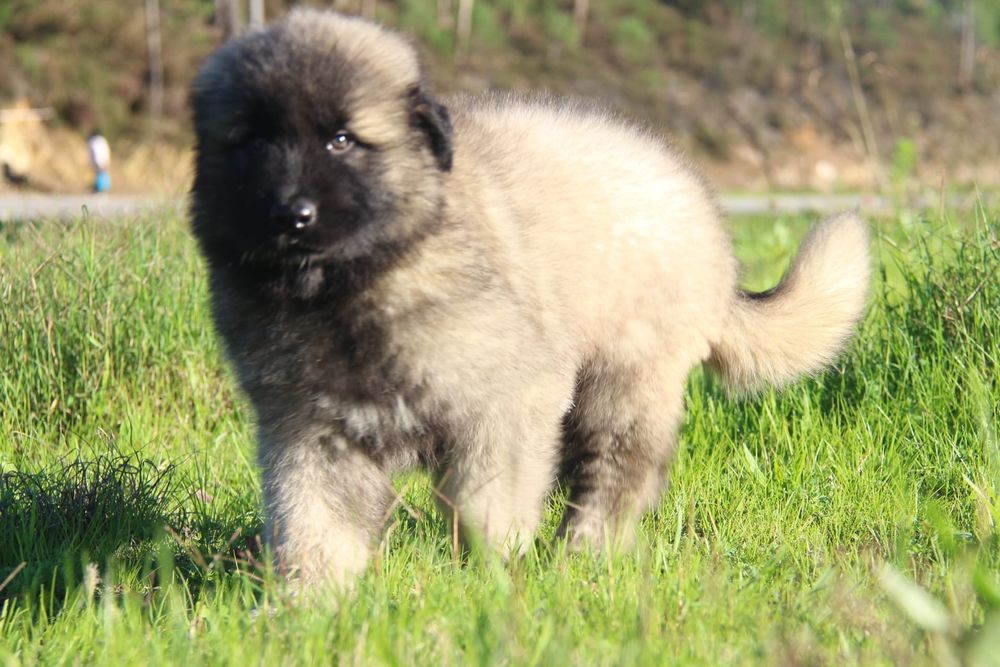 Cachorro Serra da Estrela com Lop