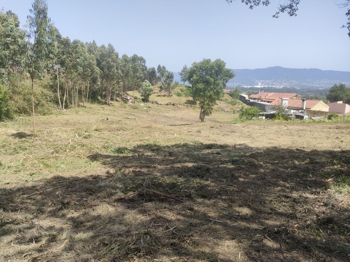 Limpezas florestais