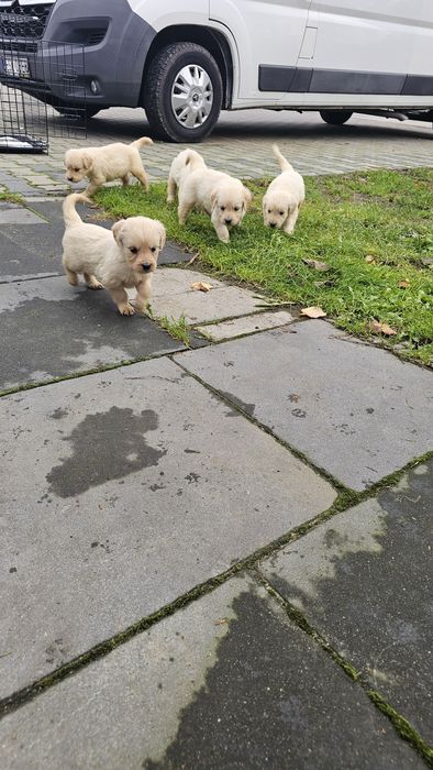 Golden Retriever szczeniak szczeniaki suczka