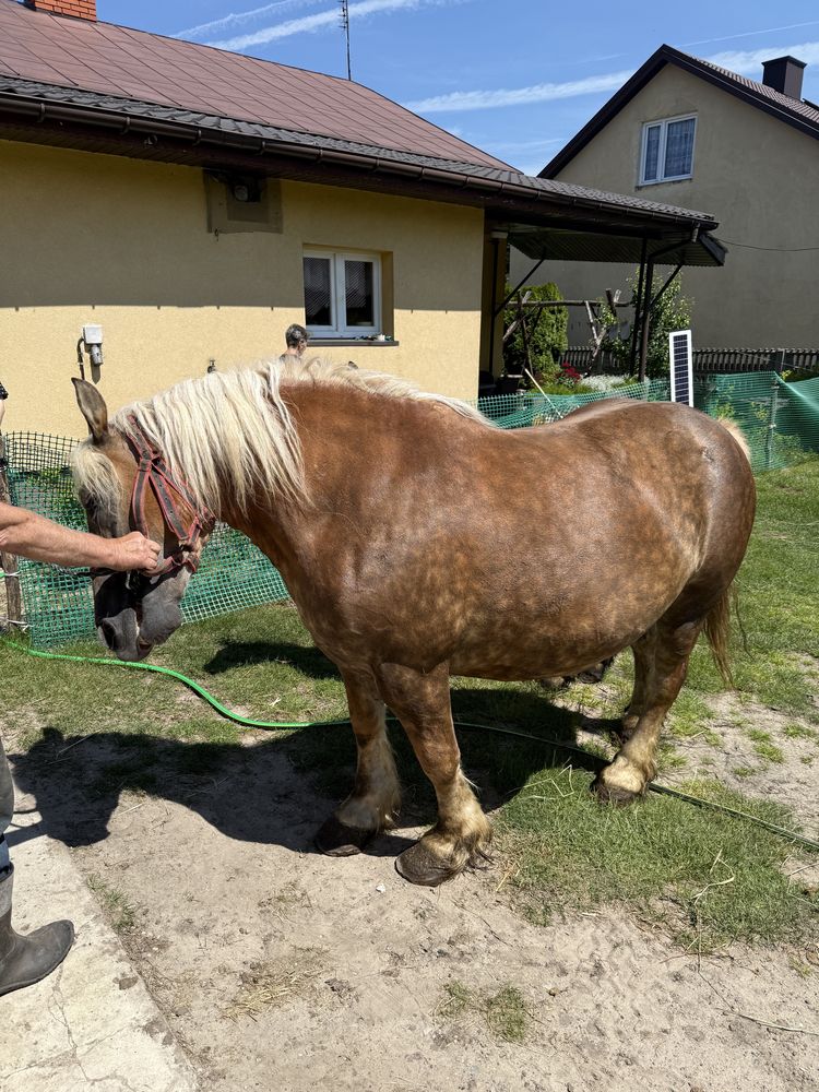 Klacz ze źrebnieciem (źrebna)
