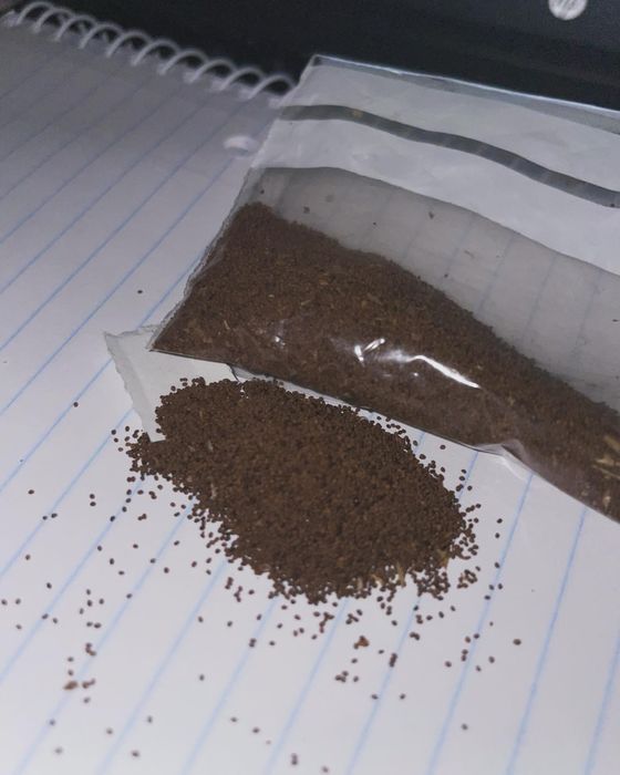 Sementes de tabaco