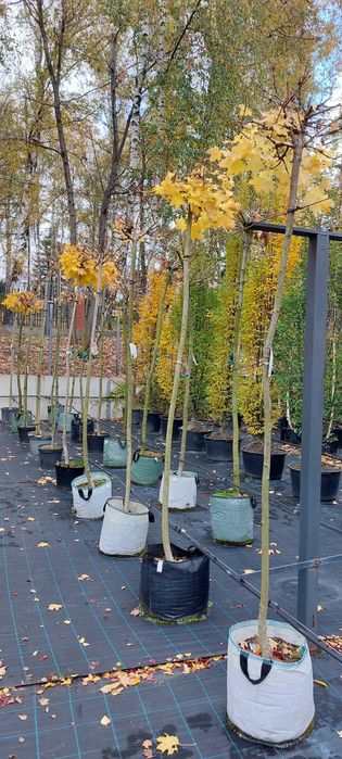 Acer platanoides 'Globosum' / klon pospolity 10-12