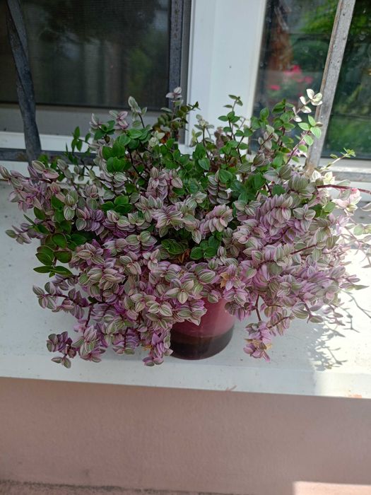 Каллизия "Розовая Пантера" (Callisia repens "Pink Panther