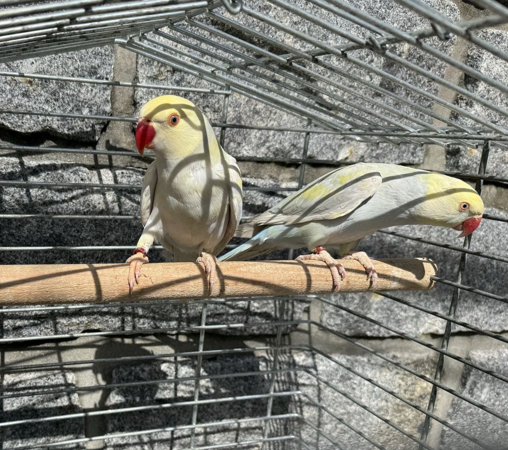 Casal de ring neck violeta turquesa