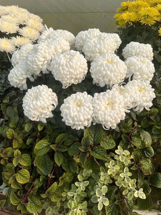 Chryzantemy od producenta