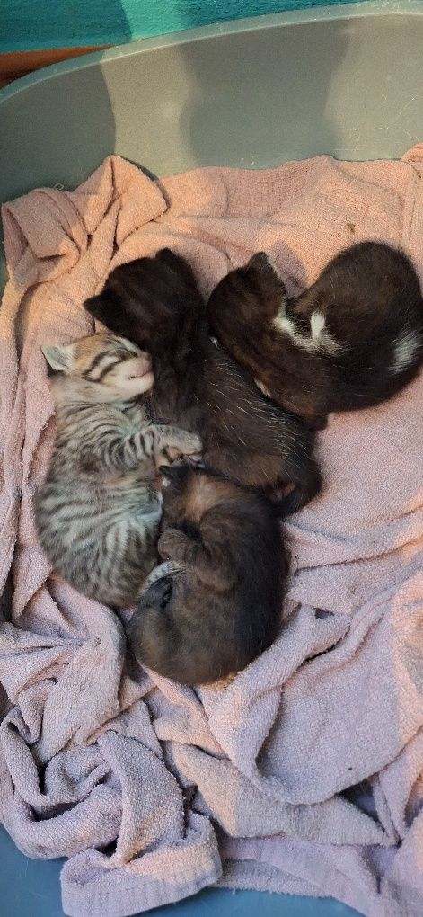 Estou a doar 4 gatinhos pequeninos