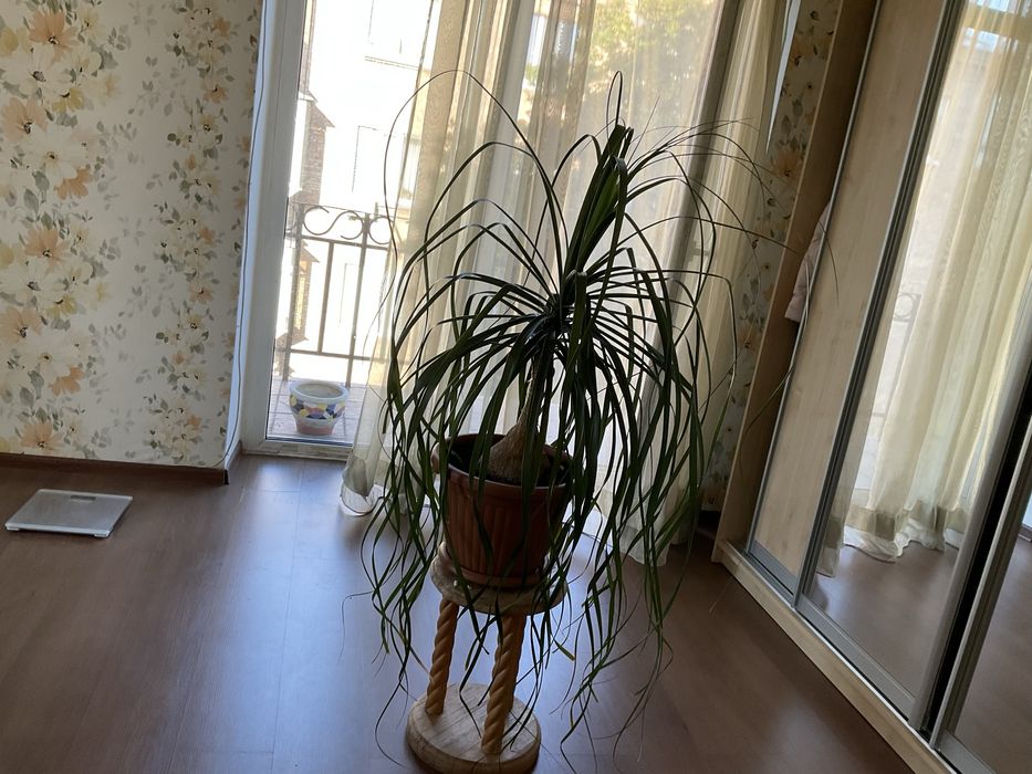 Продам комнатное растение бутылочное дерево