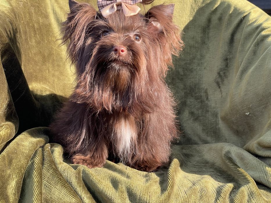 Йоркширский терьер дівчинка міні