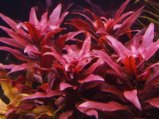 Rośliny do akwarium - Ludwigia Super Red