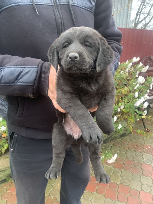 Продам цуценят Лабрадорчиків