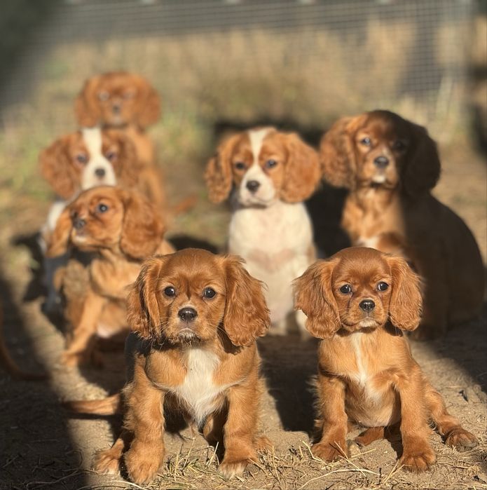 Cavalier king charles spaniel ekstra klasa suczka z rodowodem