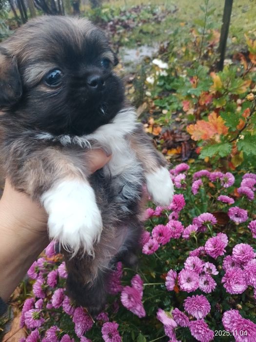 Пекінес, дівчинка, цуценя пекінеска