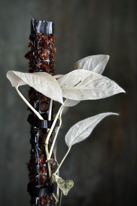 Monstera laniata variegata - kolekcjonerska roślina pnącze, dużo bieli