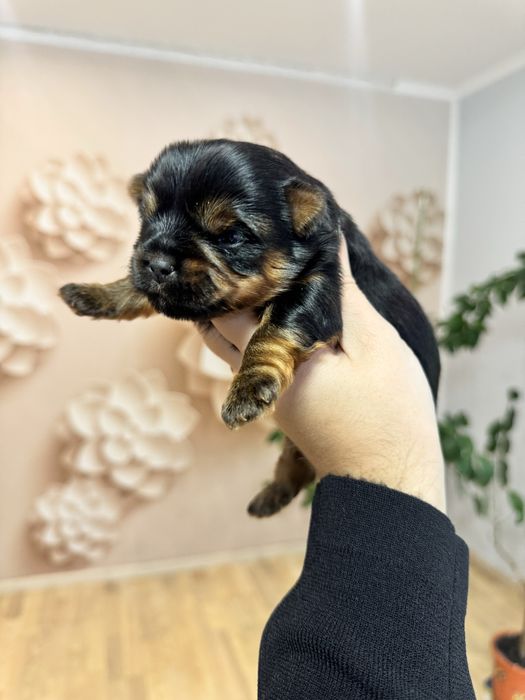 Йоркширський терєр хлопчик