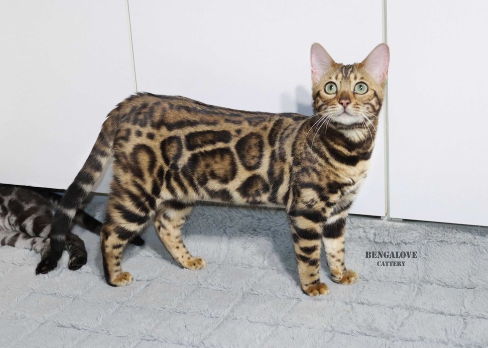 Dziewczyna bengalska do hodowli. Złoty kolor