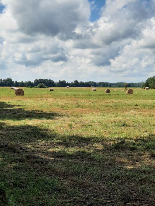 Siano w belach 120x120