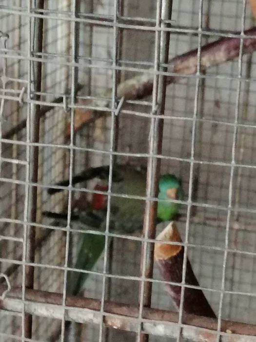 Red Rumped (casais 2025)