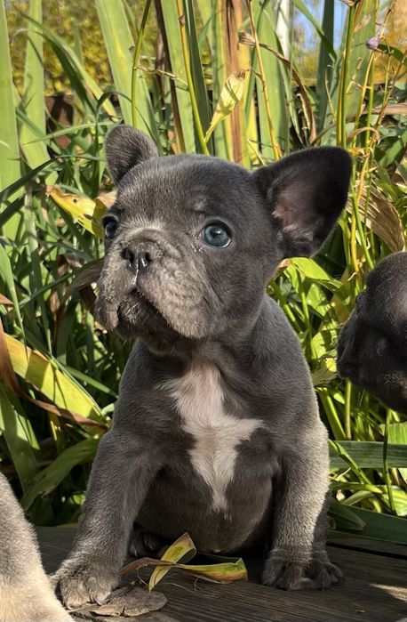 Голубая девочка.