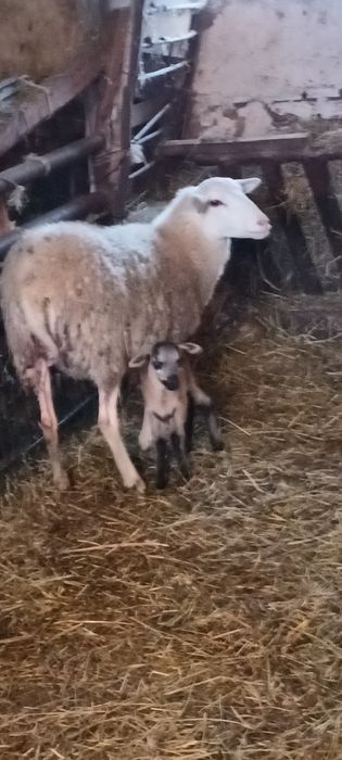 Owce Nolana półtoraroczna z młodym barankiem