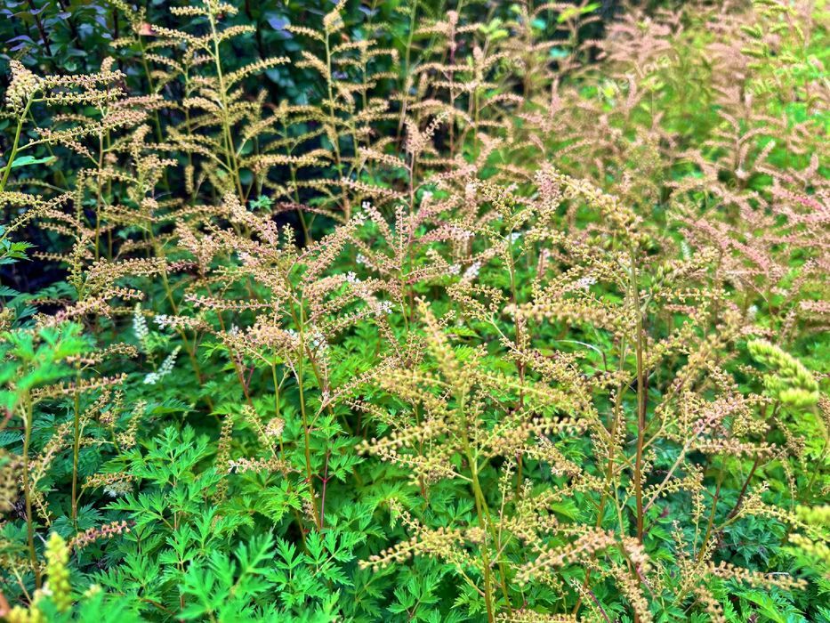Parzydło blekolistne Miniaturka (Aruncus aethusifolius) Doniczka 1.0L