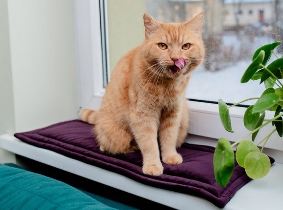 Solidna mata dla kota MimikoPets Legowisko na parapet 25x70cm Śliwkowe