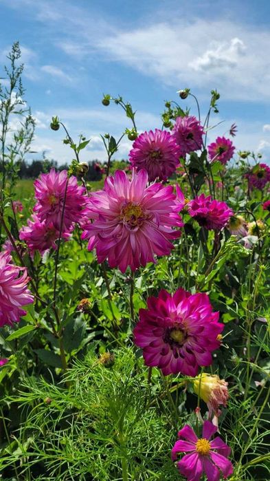 Садженці  жоржин