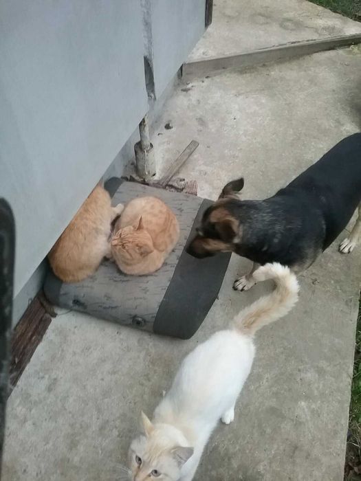 Віддам двох рижуватих котиків(можна по одному)