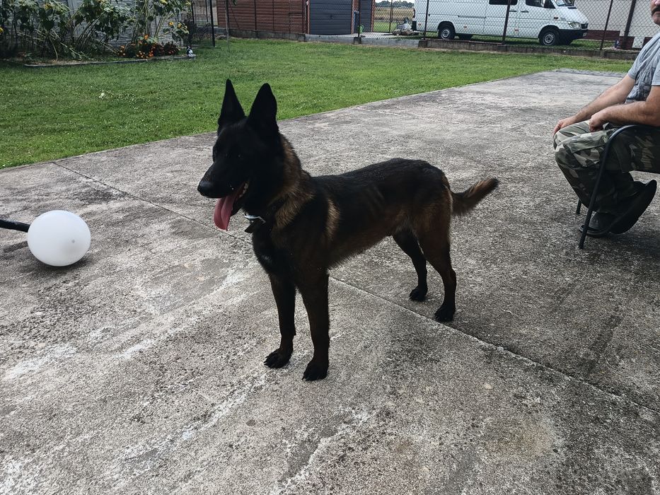 Owczarek Belgijski Malinois