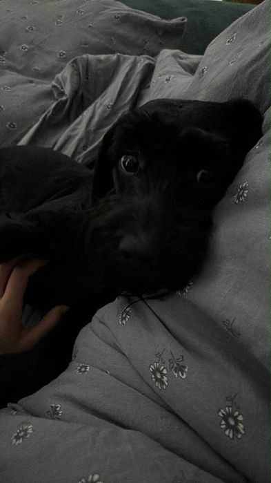 Oddam psa do kochającego domu