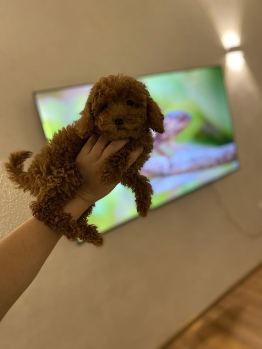 Малыш мальтипу, который выглядит как плюшевая игрушка