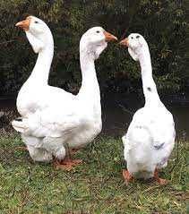 Продам гусака Холмогора