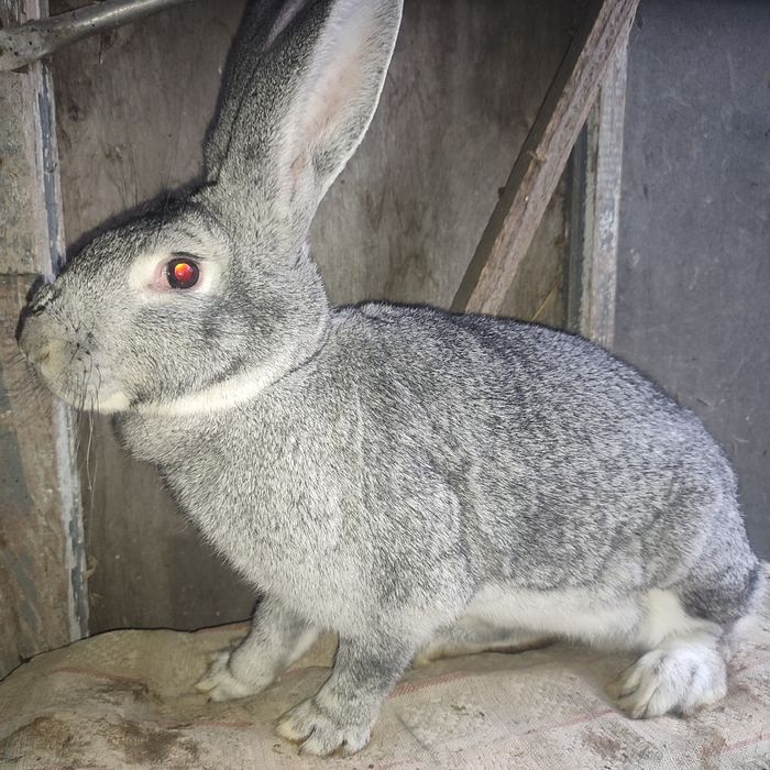 Кроликі строкачі